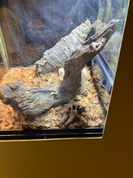 リトルモンスター展～「うゎっ」と「ぅわぁ～」のいきものたち～ @新潟県立自然科学館に投稿された画像（2025/7/19）