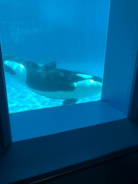 鴨川シーワールドに投稿された画像（2025/7/19）