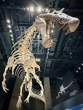 福井県立恐竜博物館に投稿された画像（2025/7/19）