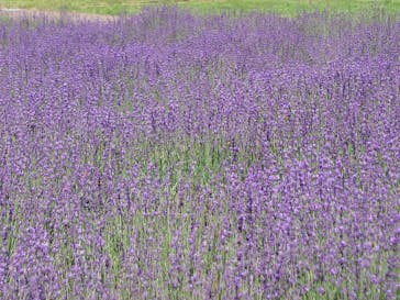 たんばらラベンダーパークに投稿された画像（2025/7/19）