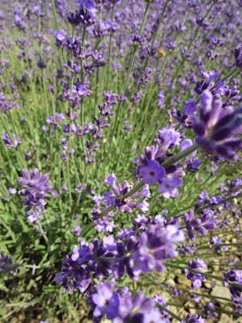 たんばらラベンダーパークに投稿された画像（2025/7/19）