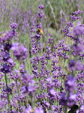 たんばらラベンダーパークに投稿された画像（2025/7/19）