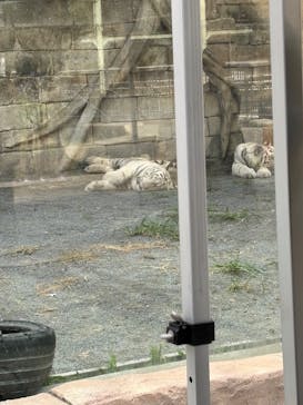 東武動物公園に投稿された画像（2025/7/19）