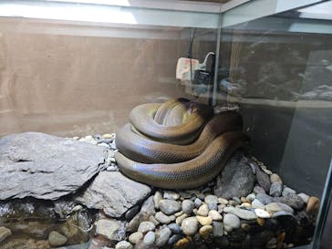 カワスイ 川崎⽔族館に投稿された画像（2025/7/19）