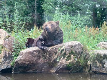 サホロリゾート　ベア･マウンテンに投稿された画像（2025/7/19）