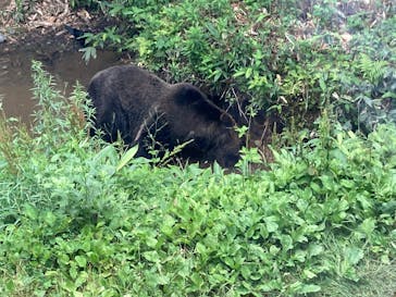 サホロリゾート　ベア･マウンテンに投稿された画像（2025/7/19）