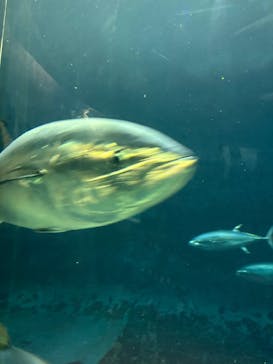 葛西臨海水族園に投稿された画像（2025/7/19）