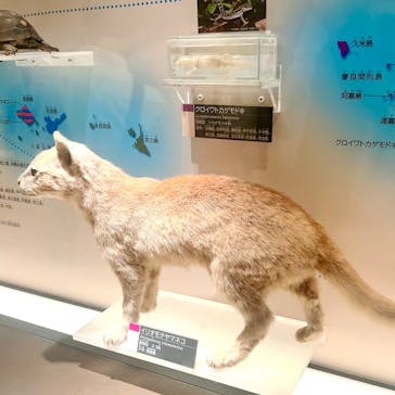 国立科学博物館に投稿された画像（2025/7/19）