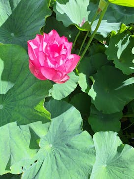 スウェーデン国立美術館　素描コレクション展―ルネサンスからバロックまでに投稿された画像（2025/7/19）