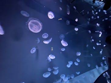 サンシャイン水族館に投稿された画像（2025/7/19）