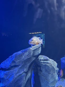 サンシャイン水族館に投稿された画像（2025/7/19）