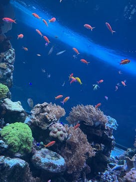 サンシャイン水族館に投稿された画像（2025/7/19）
