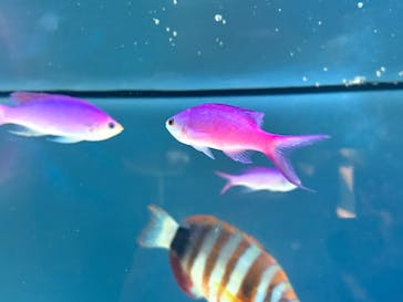 サンシャイン水族館に投稿された画像（2025/7/19）