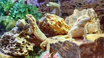 NARA IKIMONO MUSEUMに投稿された画像（2025/7/19）