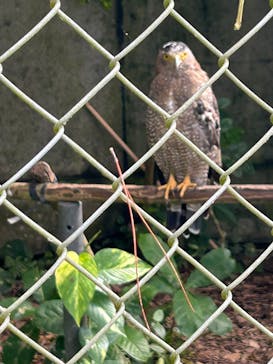 石垣やいま村に投稿された画像（2025/7/19）