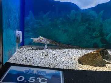 名古屋港水族館に投稿された画像（2025/7/19）