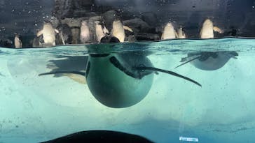 名古屋港水族館に投稿された画像（2025/7/19）