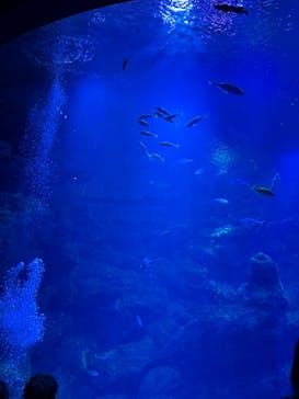 京都水族館に投稿された画像（2025/7/19）