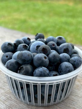 落合ブルーベリー園に投稿された画像（2025/7/19）