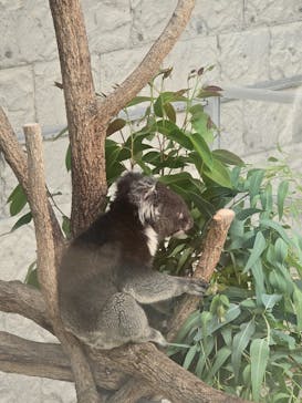 淡路ファームパーク イングランドの丘に投稿された画像（2025/7/19）