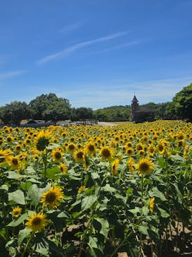 淡路ファームパーク イングランドの丘に投稿された画像（2025/7/19）
