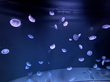 サンシャイン水族館に投稿された画像（2025/7/19）