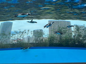 サンシャイン水族館に投稿された画像（2025/7/19）