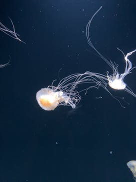サンシャイン水族館に投稿された画像（2025/7/19）