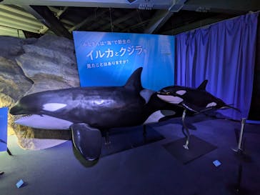 新江ノ島水族館に投稿された画像（2025/7/19）