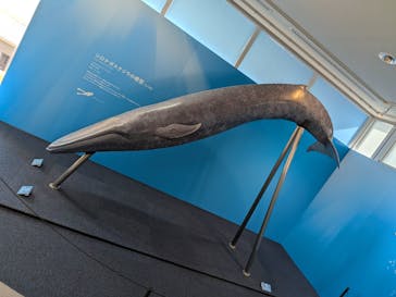 新江ノ島水族館に投稿された画像（2025/7/19）