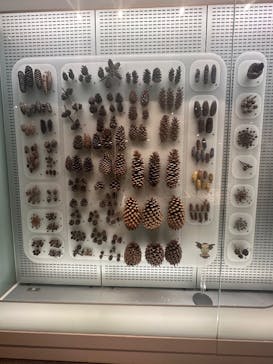 国立科学博物館に投稿された画像（2025/7/19）