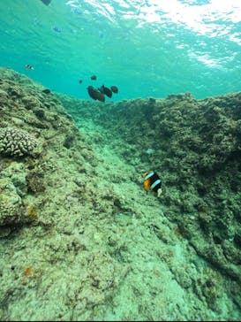 武藤潜水に投稿された画像（2025/7/19）