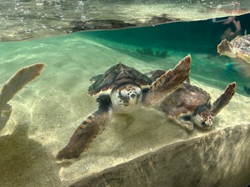 鴨川シーワールドに投稿された画像（2025/7/20）