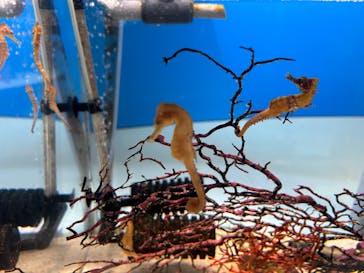 鴨川シーワールドに投稿された画像（2025/7/20）