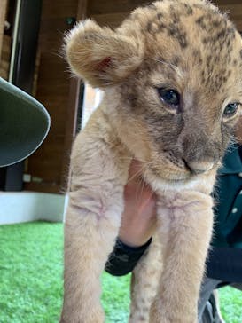 秋吉台自然動物公園 サファリランドに投稿された画像（2025/7/20）