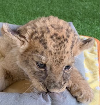 秋吉台自然動物公園 サファリランドに投稿された画像（2025/7/20）