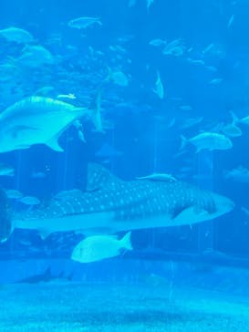 沖縄美ら海水族館に投稿された画像（2025/7/20）