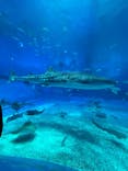 沖縄美ら海水族館に投稿された画像（2025/7/20）