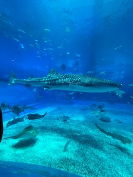 沖縄美ら海水族館に投稿された画像（2025/7/20）