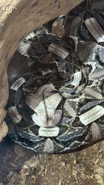 体感型動物園iZooに投稿された画像（2025/7/20）