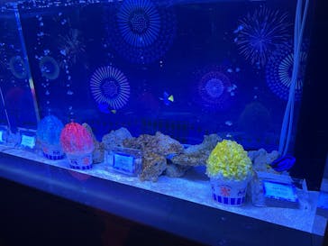 マクセル アクアパーク品川に投稿された画像（2025/7/20）