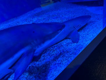 マクセル アクアパーク品川に投稿された画像（2025/7/20）