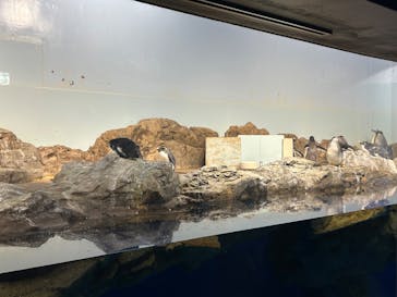 マクセル アクアパーク品川に投稿された画像（2025/7/20）