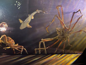 竹島水族館に投稿された画像（2025/7/20）