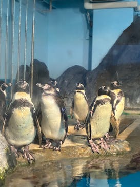 のとじま水族館に投稿された画像（2025/7/20）