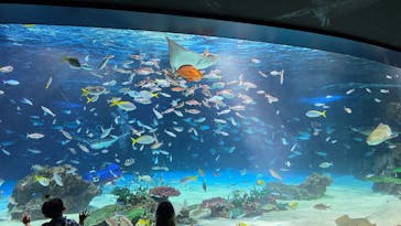サンシャイン水族館に投稿された画像（2025/7/20）