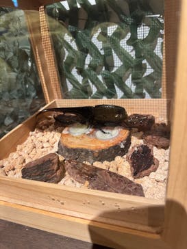 体感するファーブル昆虫展in横浜赤レンガ倉庫に投稿された画像（2025/7/20）