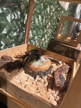 体感するファーブル昆虫展in横浜赤レンガ倉庫に投稿された画像（2025/7/20）