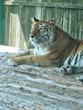 岩手サファリパークに投稿された画像（2025/7/20）