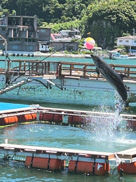 あわしまマリンパークに投稿された画像（2025/7/20）